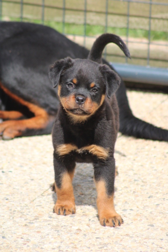 Les Rottweiler de l'affixe Du Domaine Des Démons Bretons