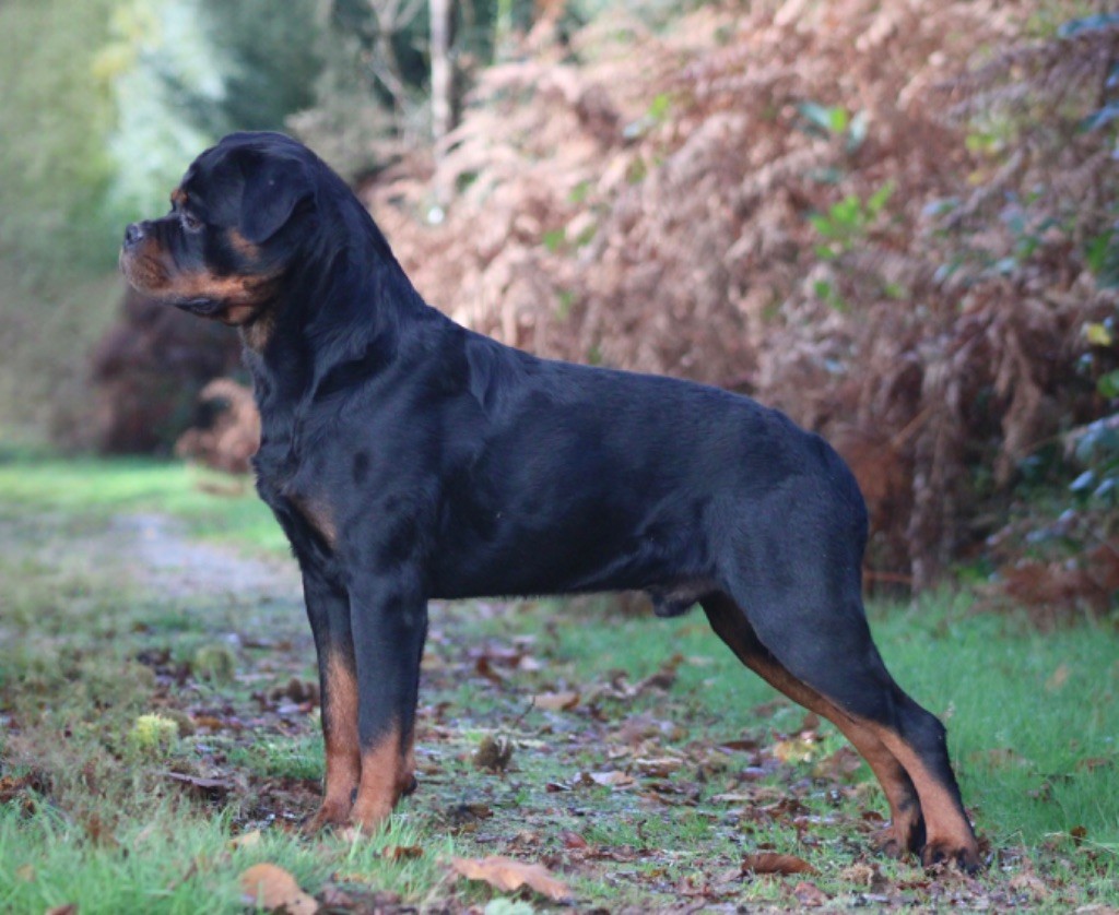 U cerbère Des Rotts D'enowill