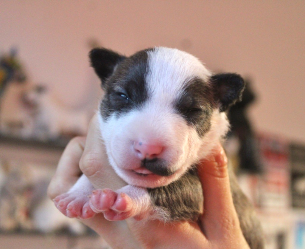 Du Domaine Des Démons Bretons - Chiot disponible  - Bull Terrier Miniature