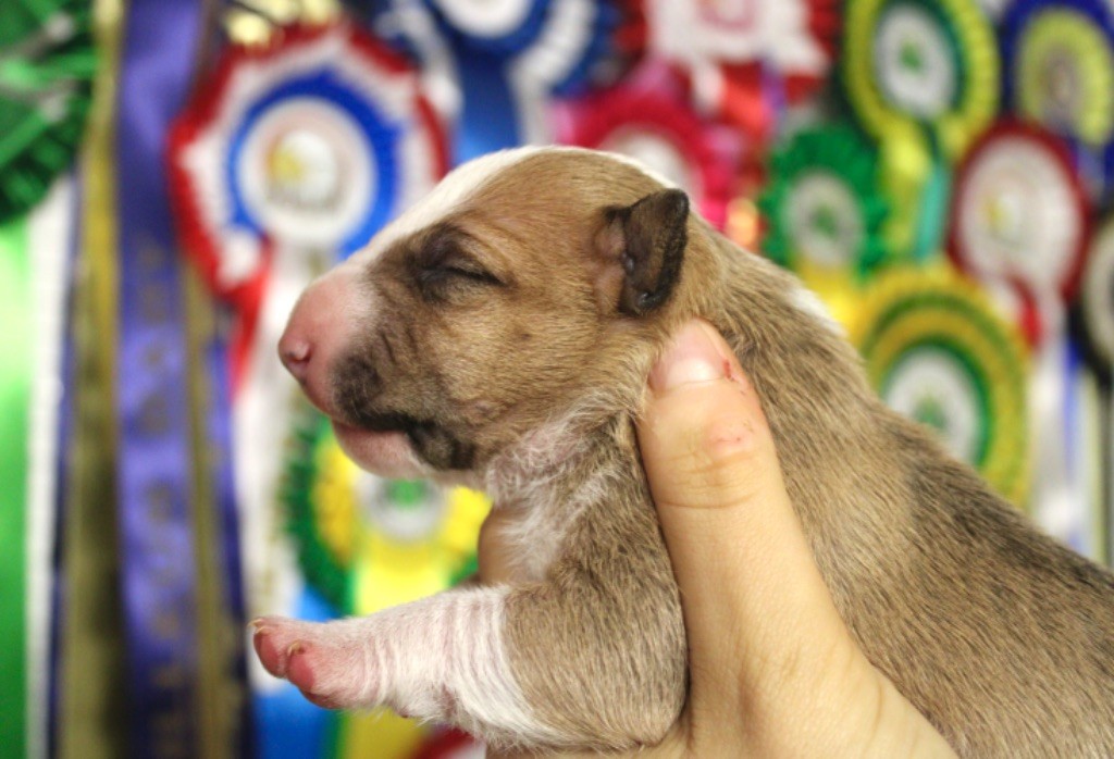 Du Domaine Des Démons Bretons - Chiot disponible  - Bull Terrier Miniature