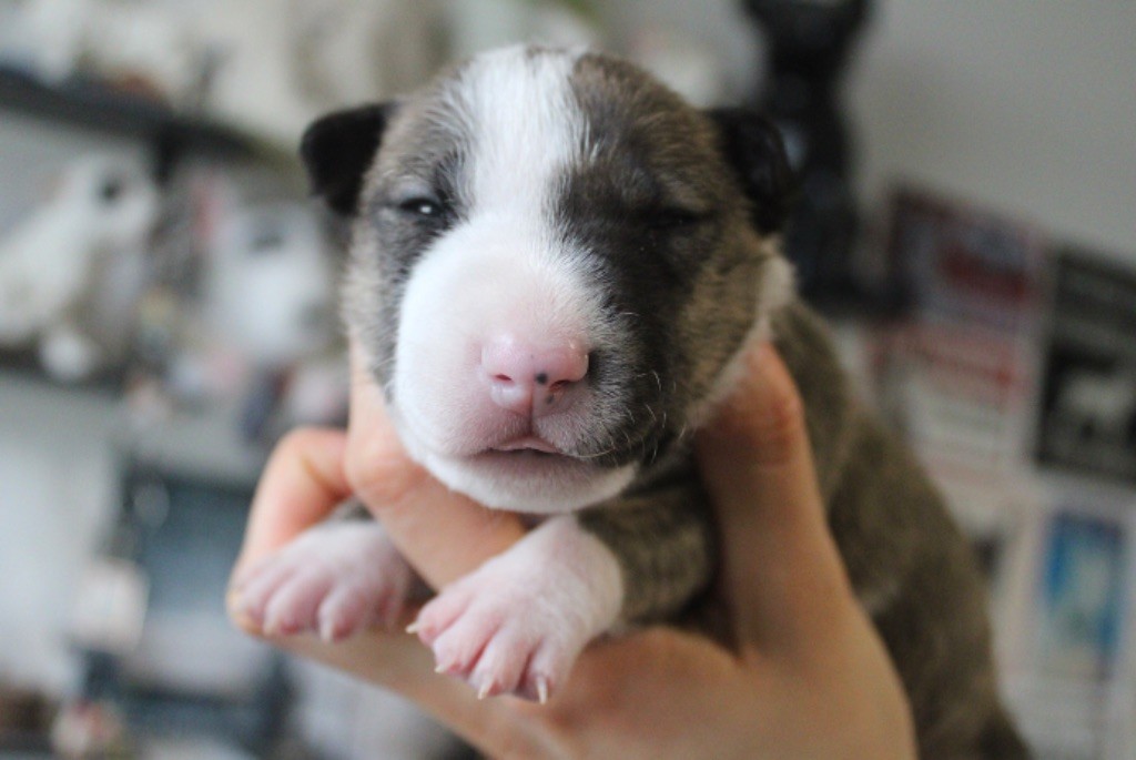 Du Domaine Des Démons Bretons - Chiot disponible  - Bull Terrier Miniature