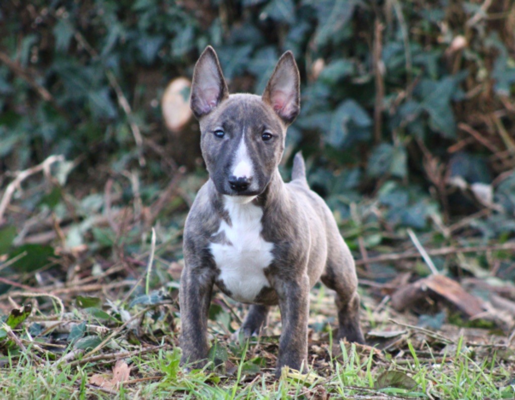 Du Domaine Des Démons Bretons - Chiot disponible  - Bull Terrier Miniature