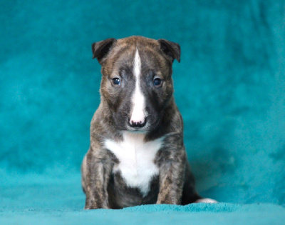 Du Domaine Des Démons Bretons - Bull Terrier Miniature - Portée née le 07/08/2024