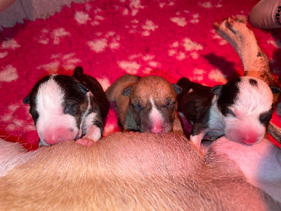 Du Domaine Des Démons Bretons - Bull Terrier Miniature - Portée née le 25/04/2023