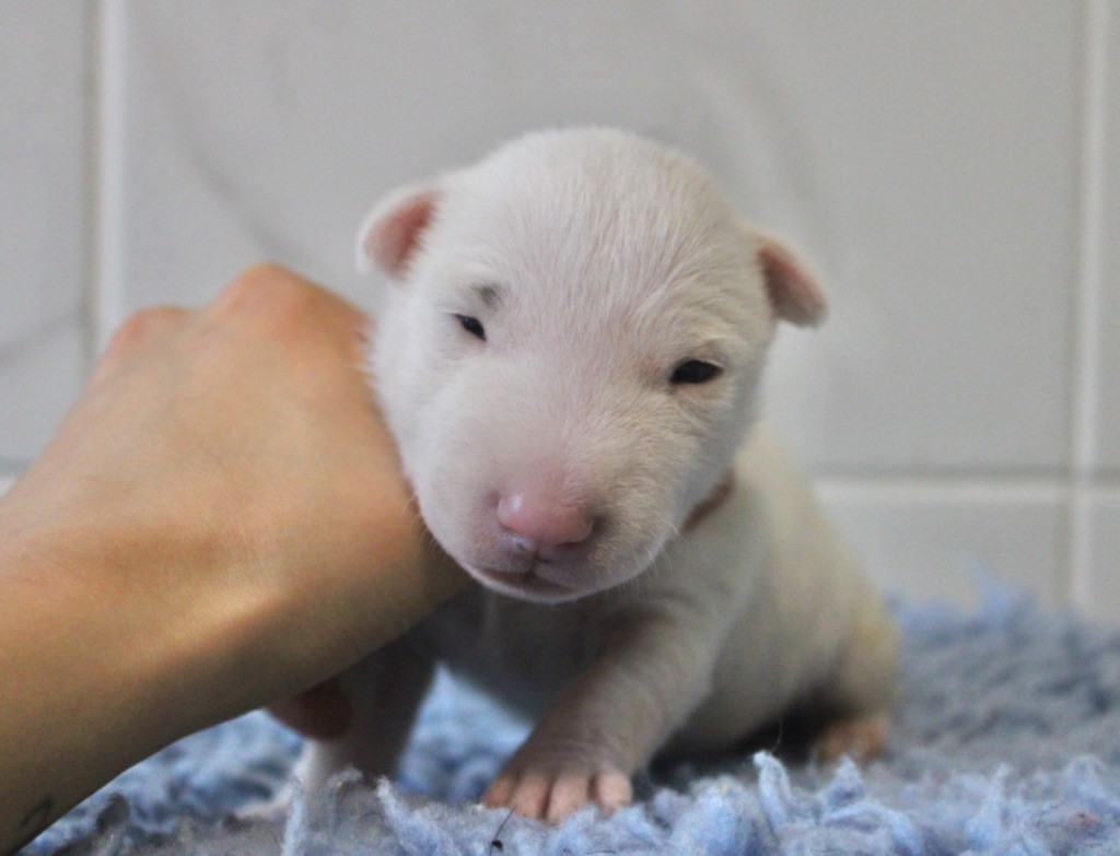 Du Domaine Des Démons Bretons - Chiot disponible  - Bull Terrier Miniature