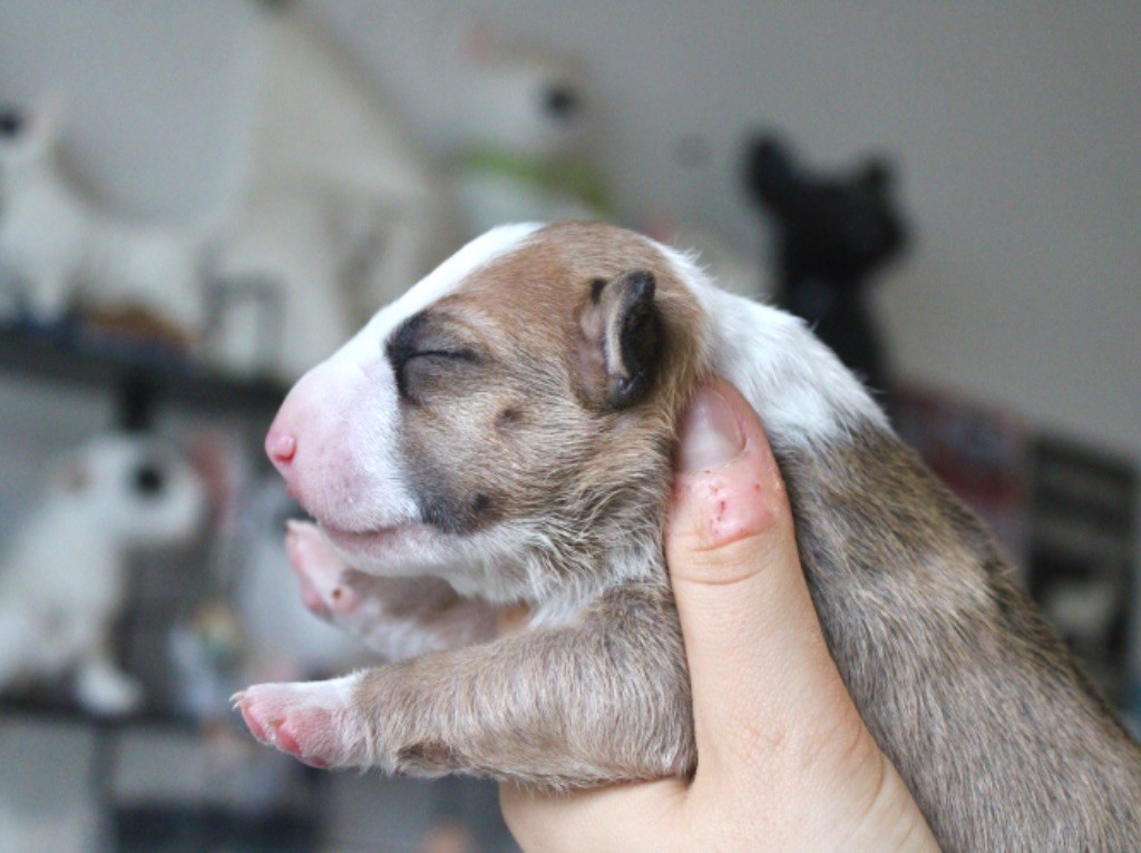 Du Domaine Des Démons Bretons - Chiot disponible  - Bull Terrier Miniature