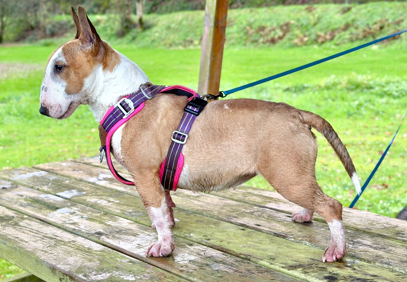 Vodka Du Domaine Des Démons Bretons