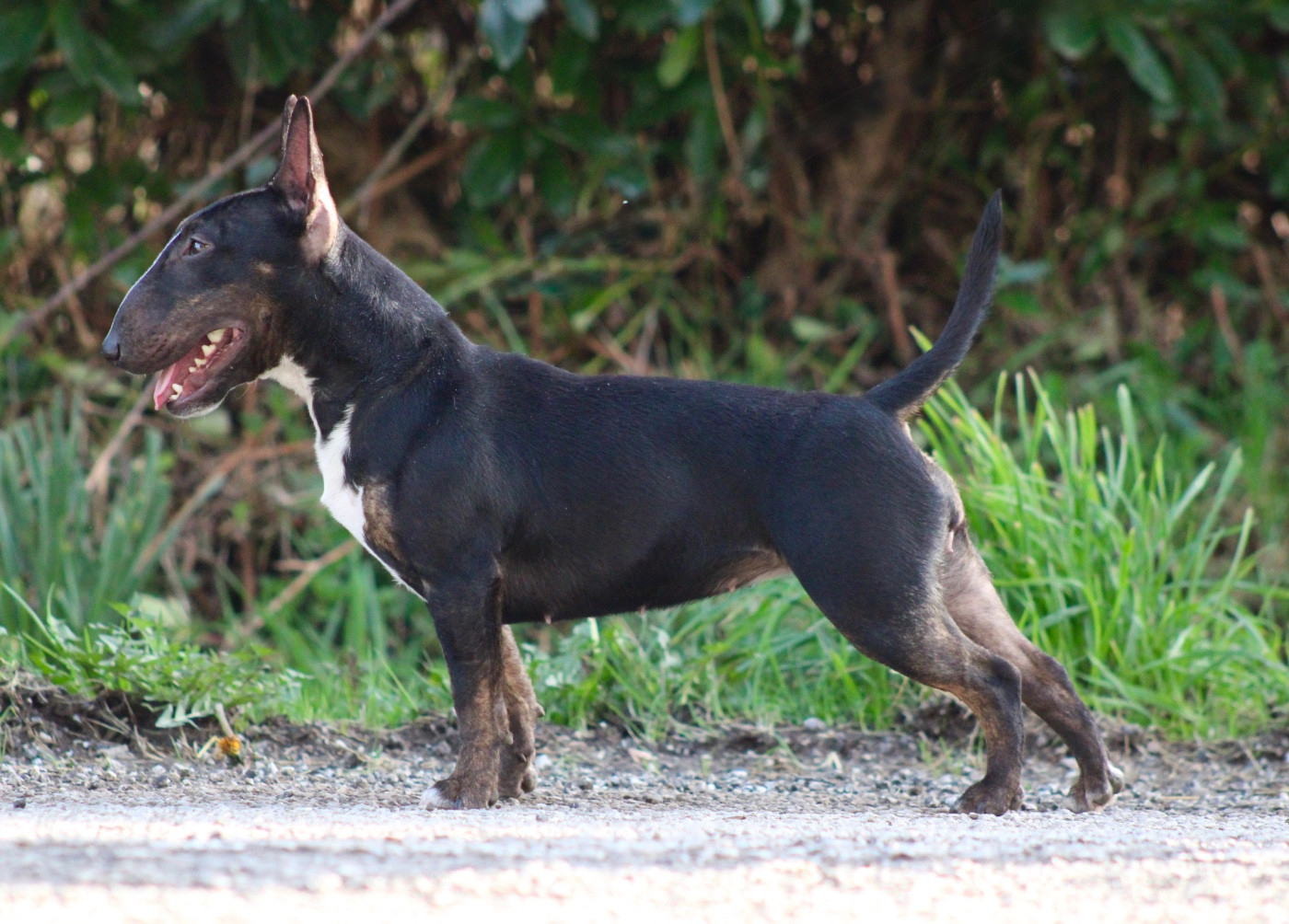 Virus Du Domaine Des Démons Bretons