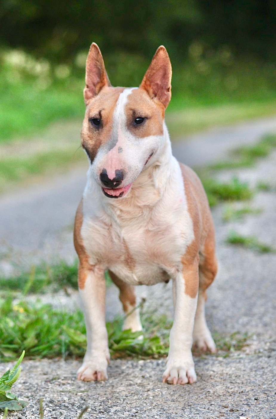 Une redbull Du Domaine Des Démons Bretons