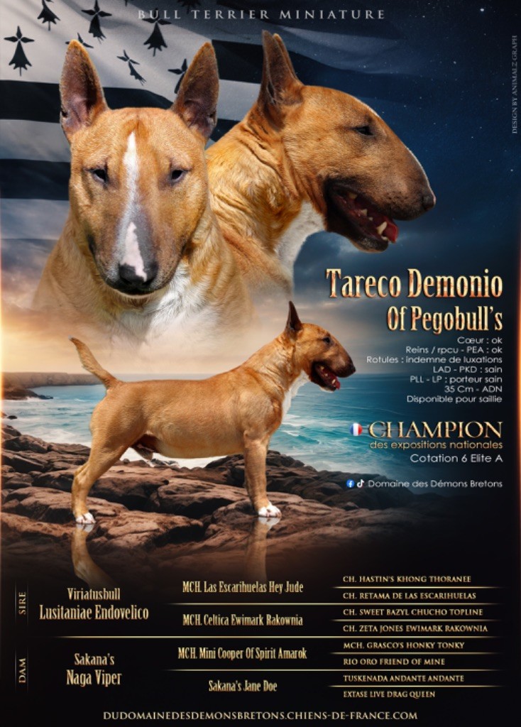 CH. Tareco demonio of pegobull's