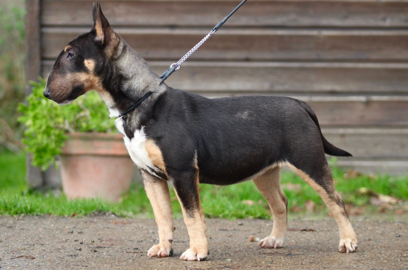 Apocalypse Du Domaine Des Démons Bretons