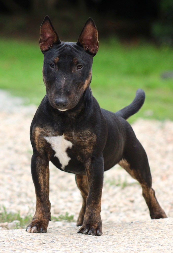 Alpha Du Domaine Des Démons Bretons