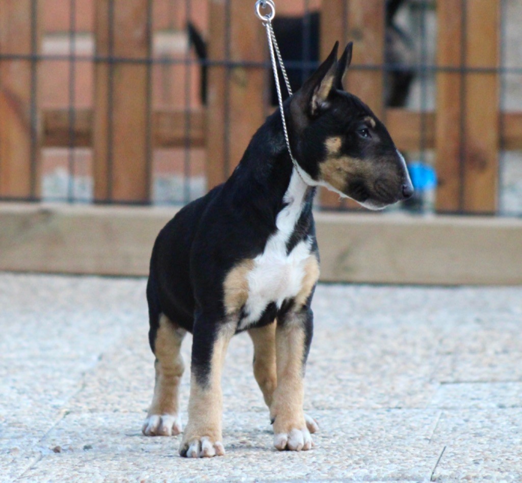 Apocalypse Du Domaine Des Démons Bretons