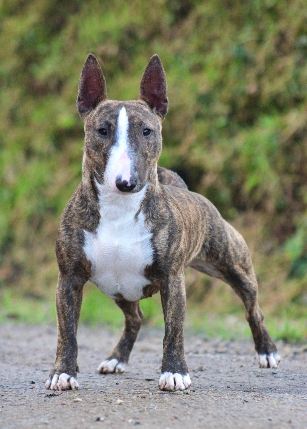 Vanda Du Domaine Des Démons Bretons