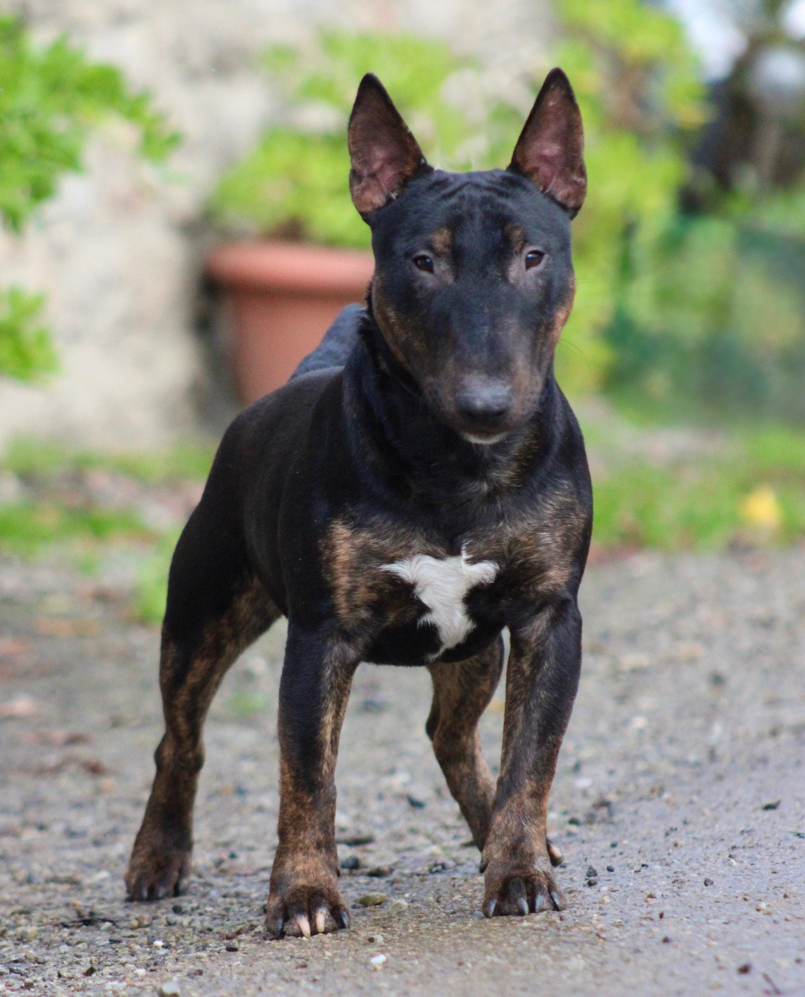 Alpha Du Domaine Des Démons Bretons