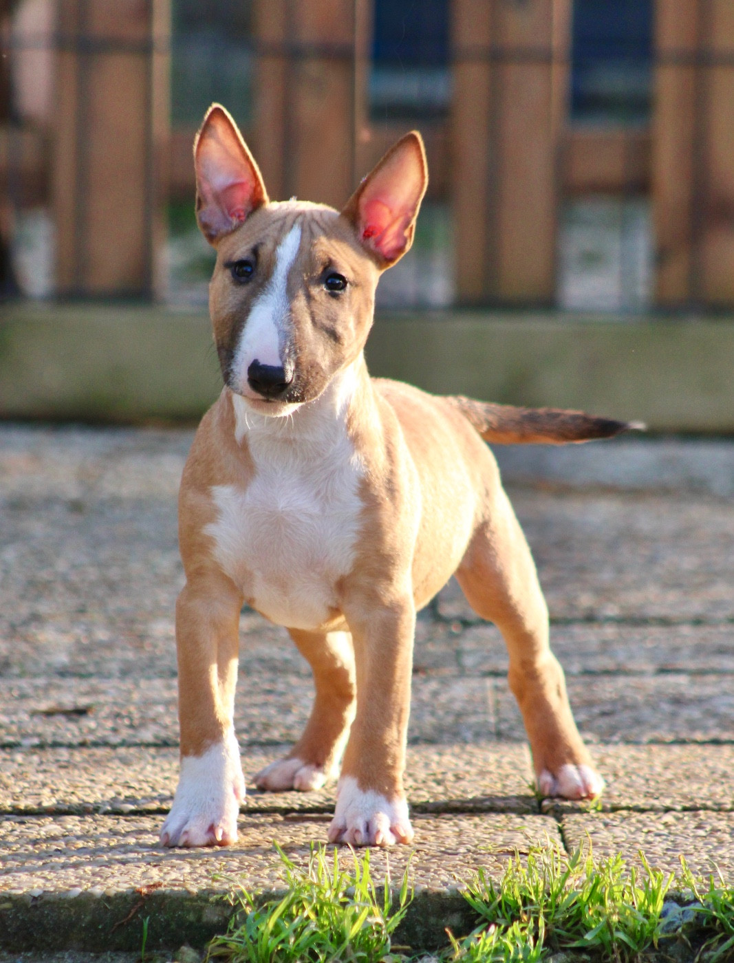 Atomic Du Domaine Des Démons Bretons