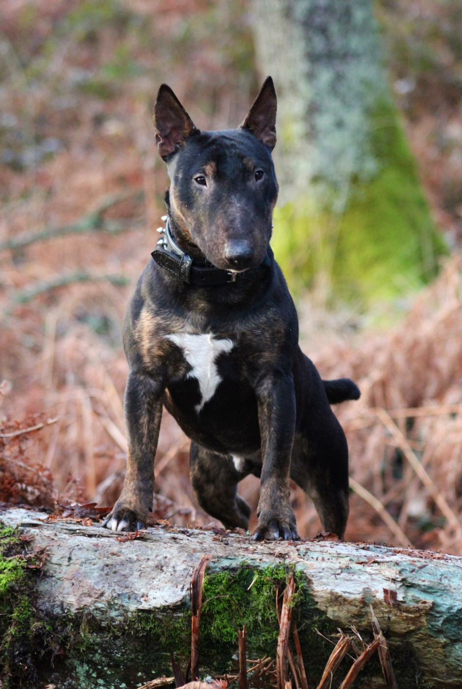 Alpha Du Domaine Des Démons Bretons