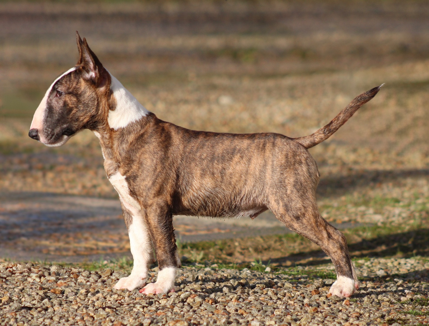 Eik (Arès) Vom stahlguss