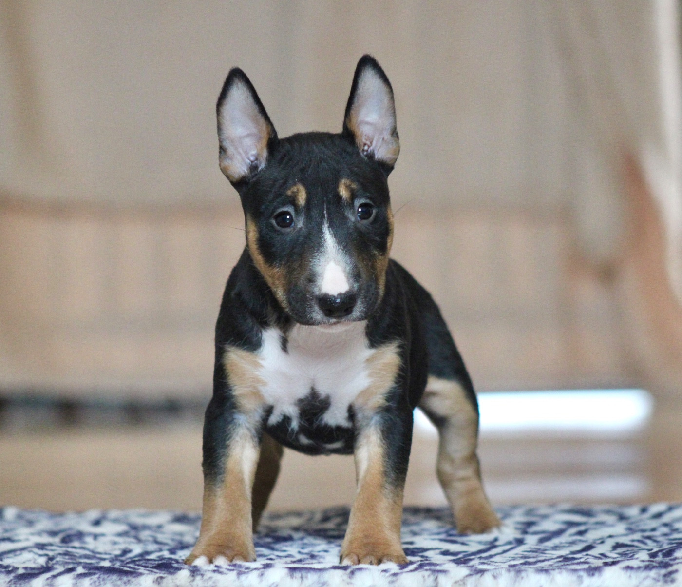 Bimbo Du Domaine Des Démons Bretons