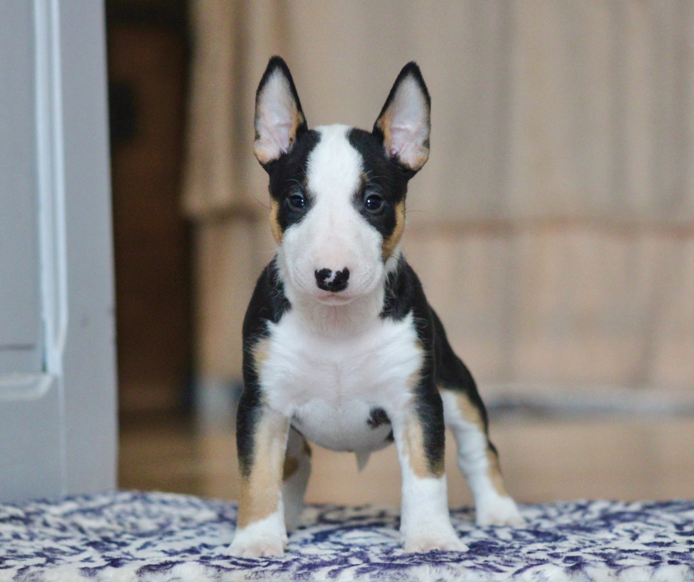 Binouze Du Domaine Des Démons Bretons