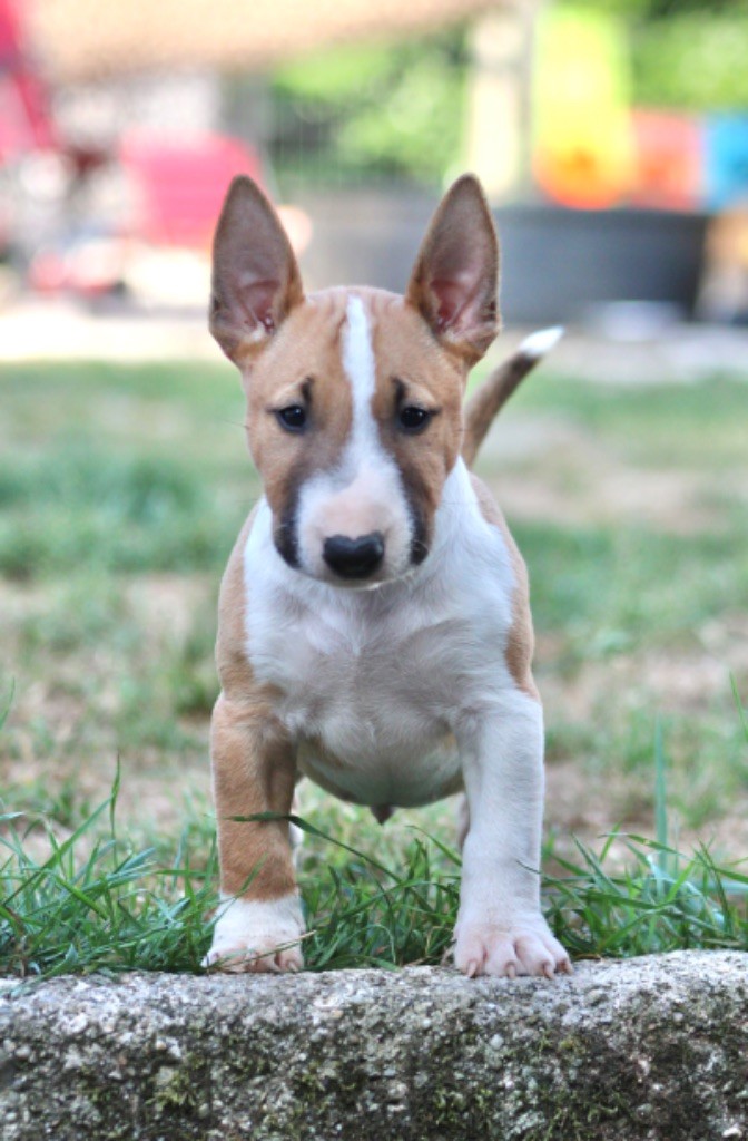 Du Domaine Des Démons Bretons - Bull Terrier Miniature - Portée née le 20/06/2025