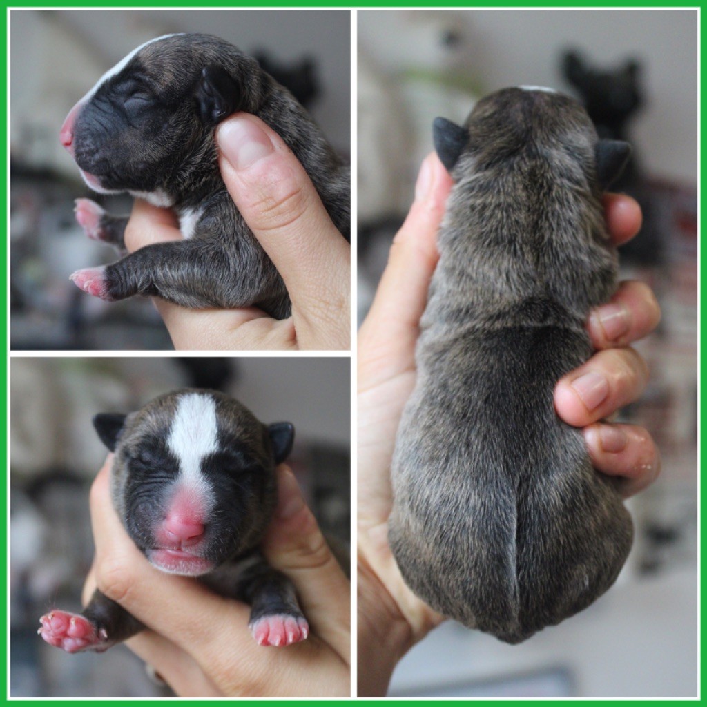 Du Domaine Des Démons Bretons - Bull Terrier Miniature - Portée née le 20/09/2025