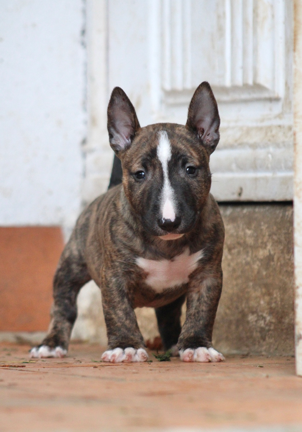 Du Domaine Des Démons Bretons - Bull Terrier Miniature - Portée née le 20/09/2025