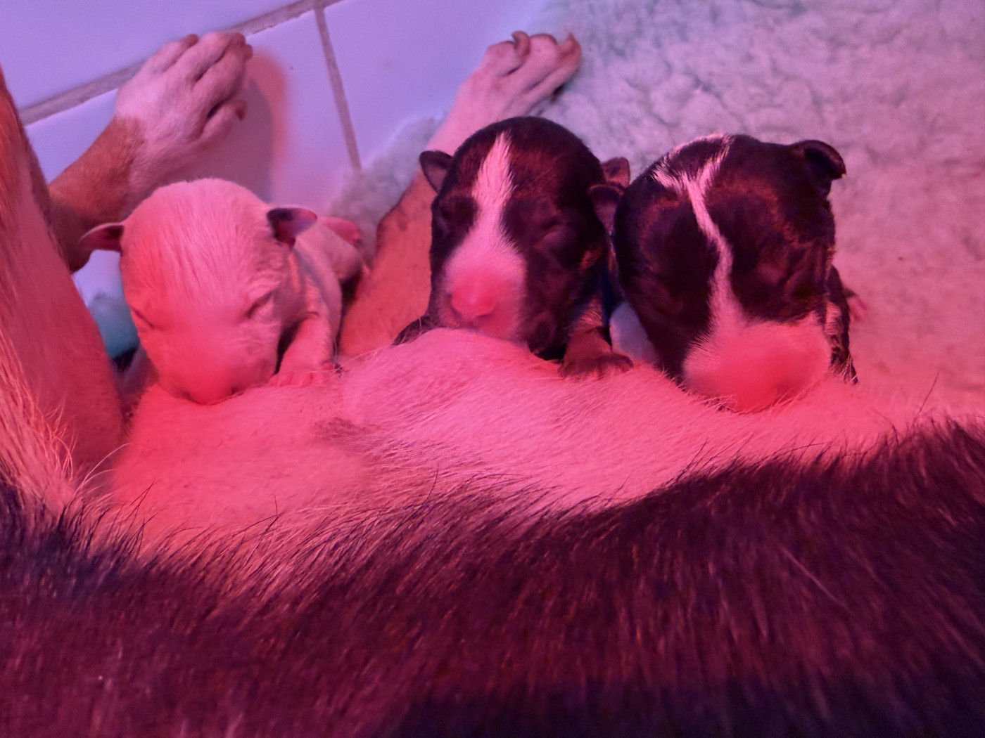 Du Domaine Des Démons Bretons - Bull Terrier Miniature - Portée née le 09/02/2026