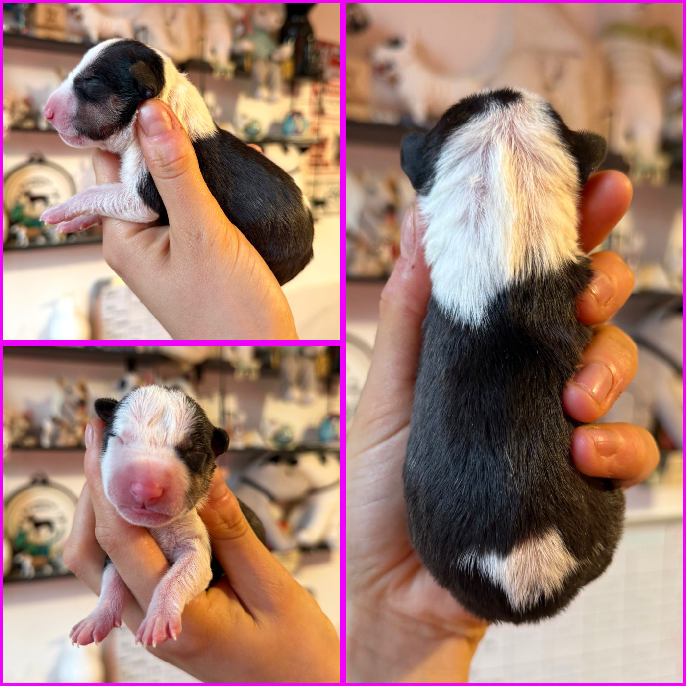 Du Domaine Des Démons Bretons - Bull Terrier Miniature - Portée née le 03/03/2026