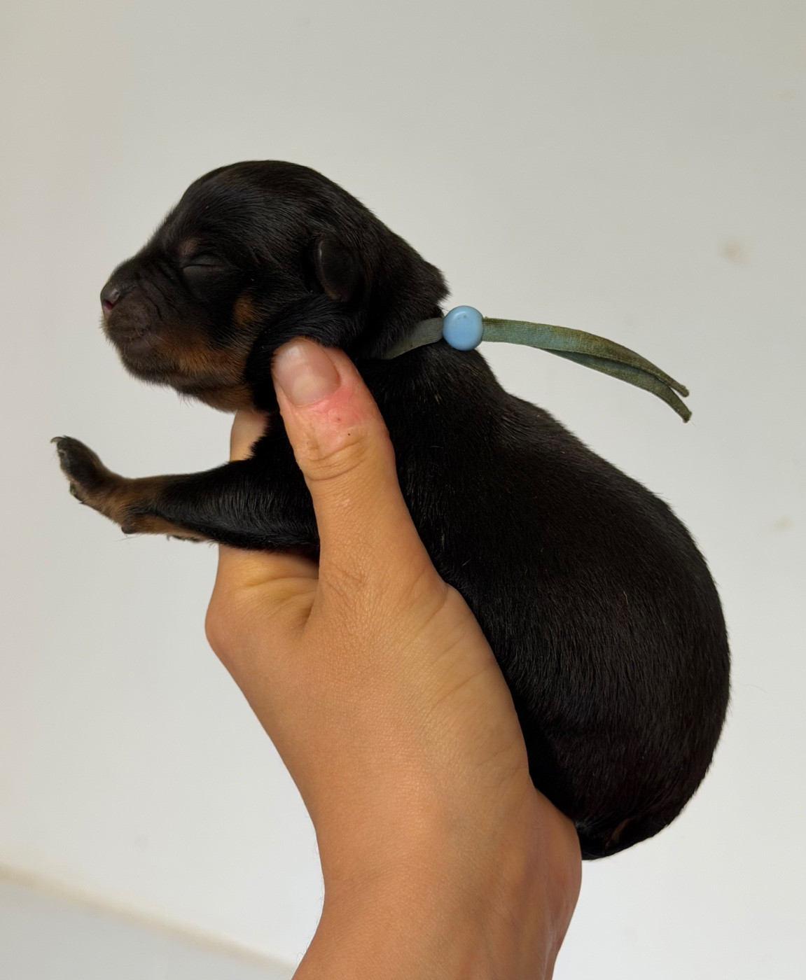 Du Domaine Des Démons Bretons - Chiots disponibles - Rottweiler