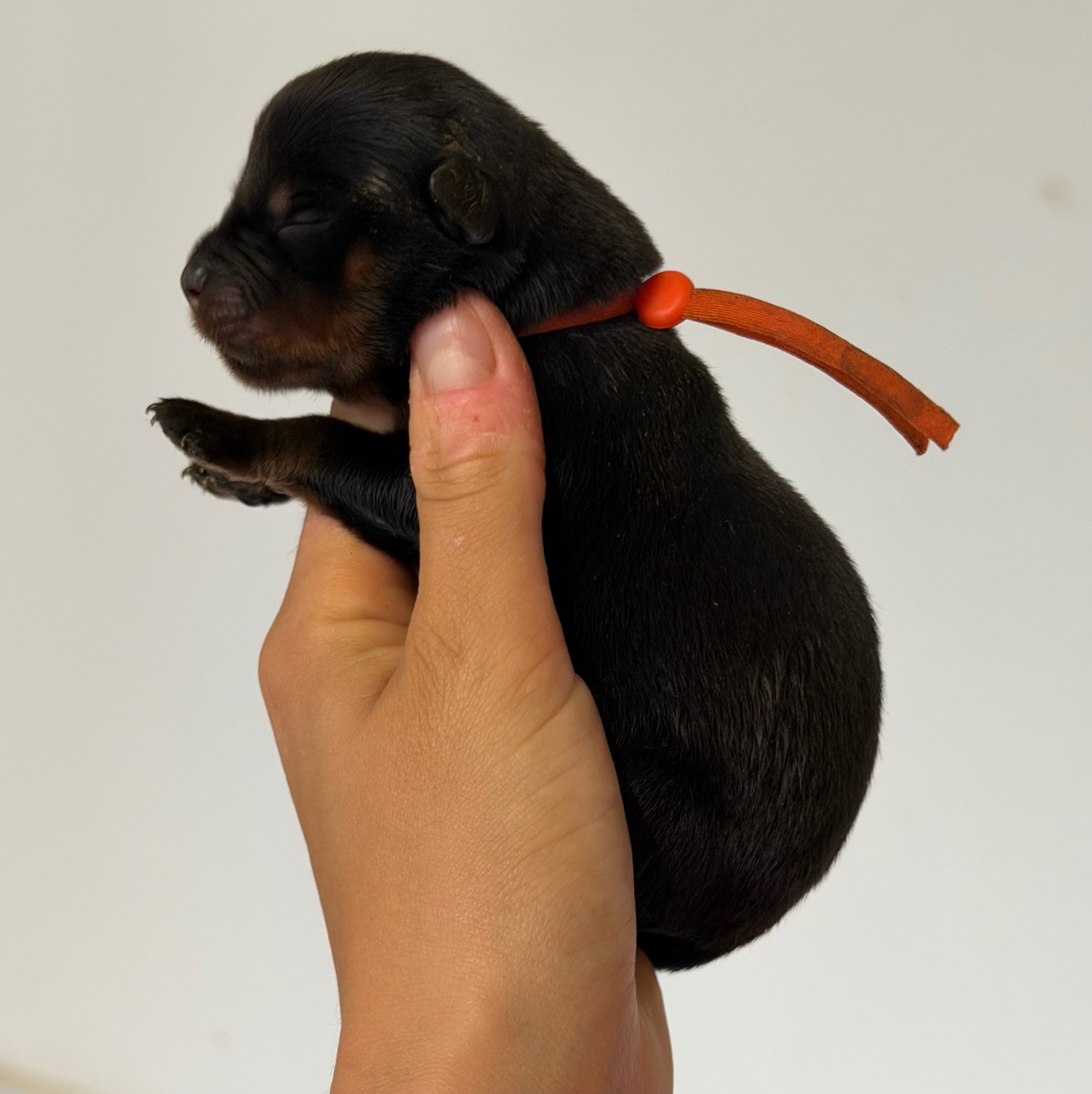 Du Domaine Des Démons Bretons - Chiots disponibles - Rottweiler
