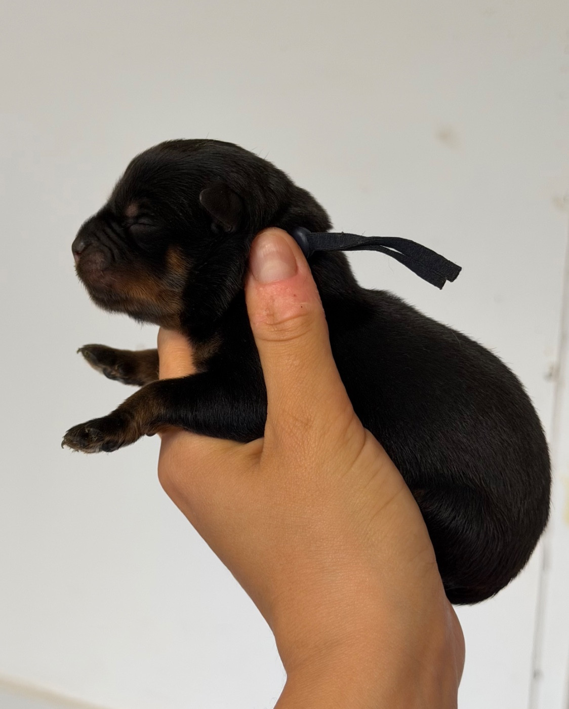 Du Domaine Des Démons Bretons - Chiots disponibles - Rottweiler