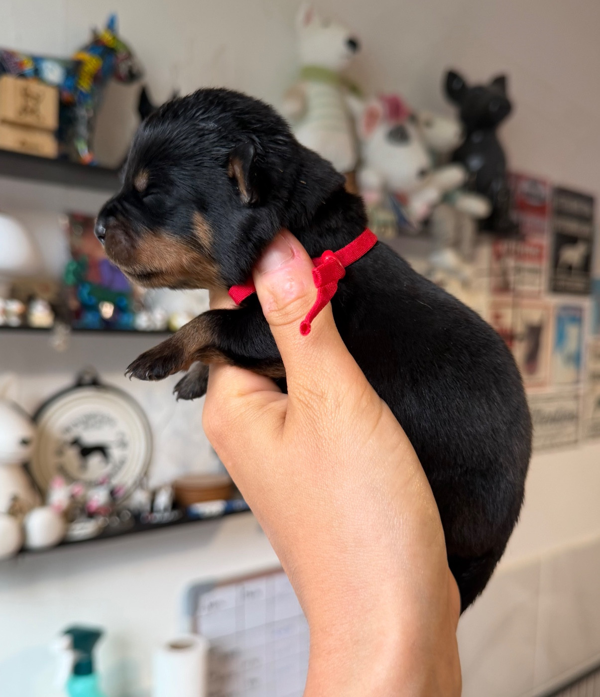 Du Domaine Des Démons Bretons - Chiots disponibles - Rottweiler