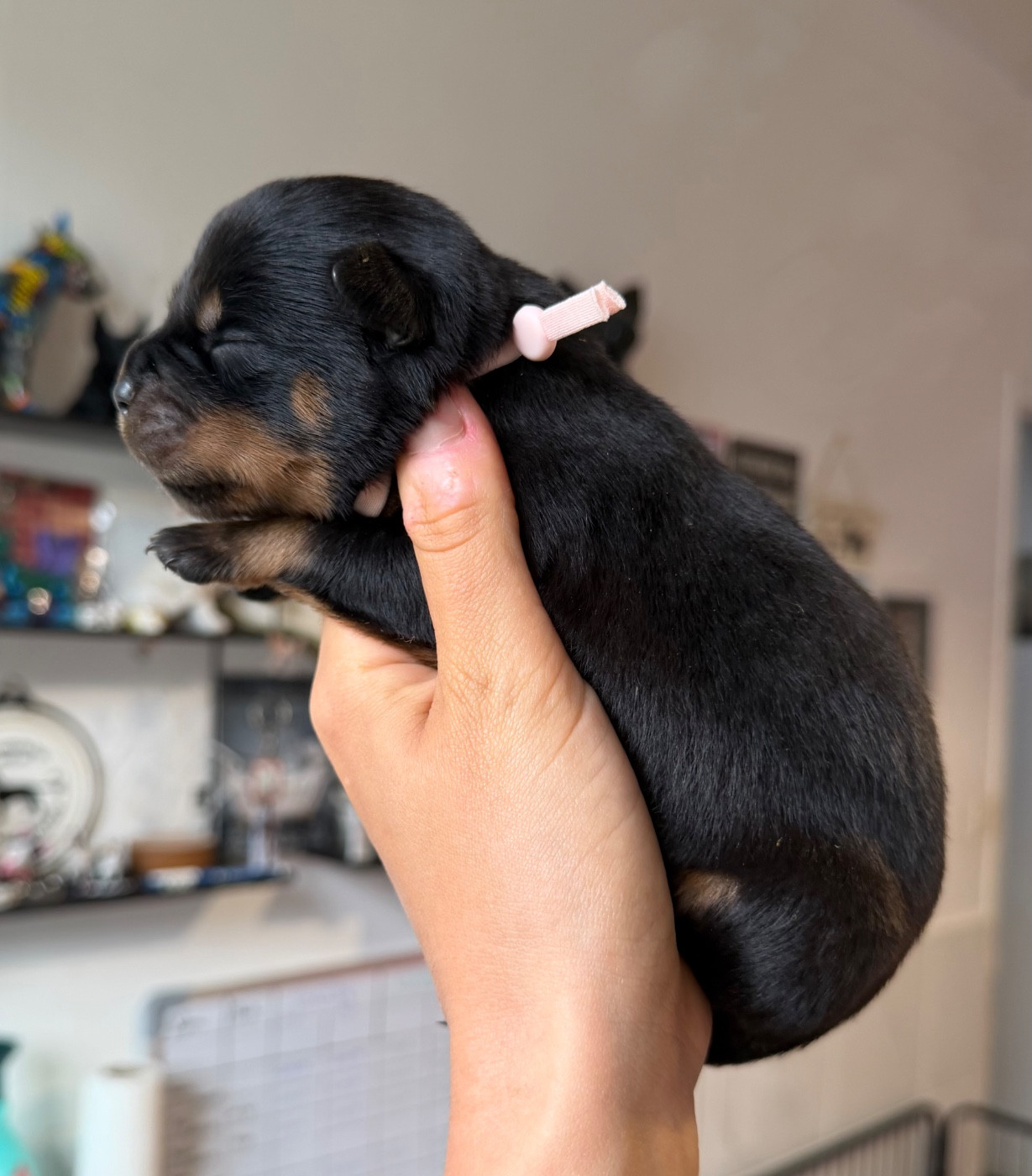 Du Domaine Des Démons Bretons - Chiots disponibles - Rottweiler