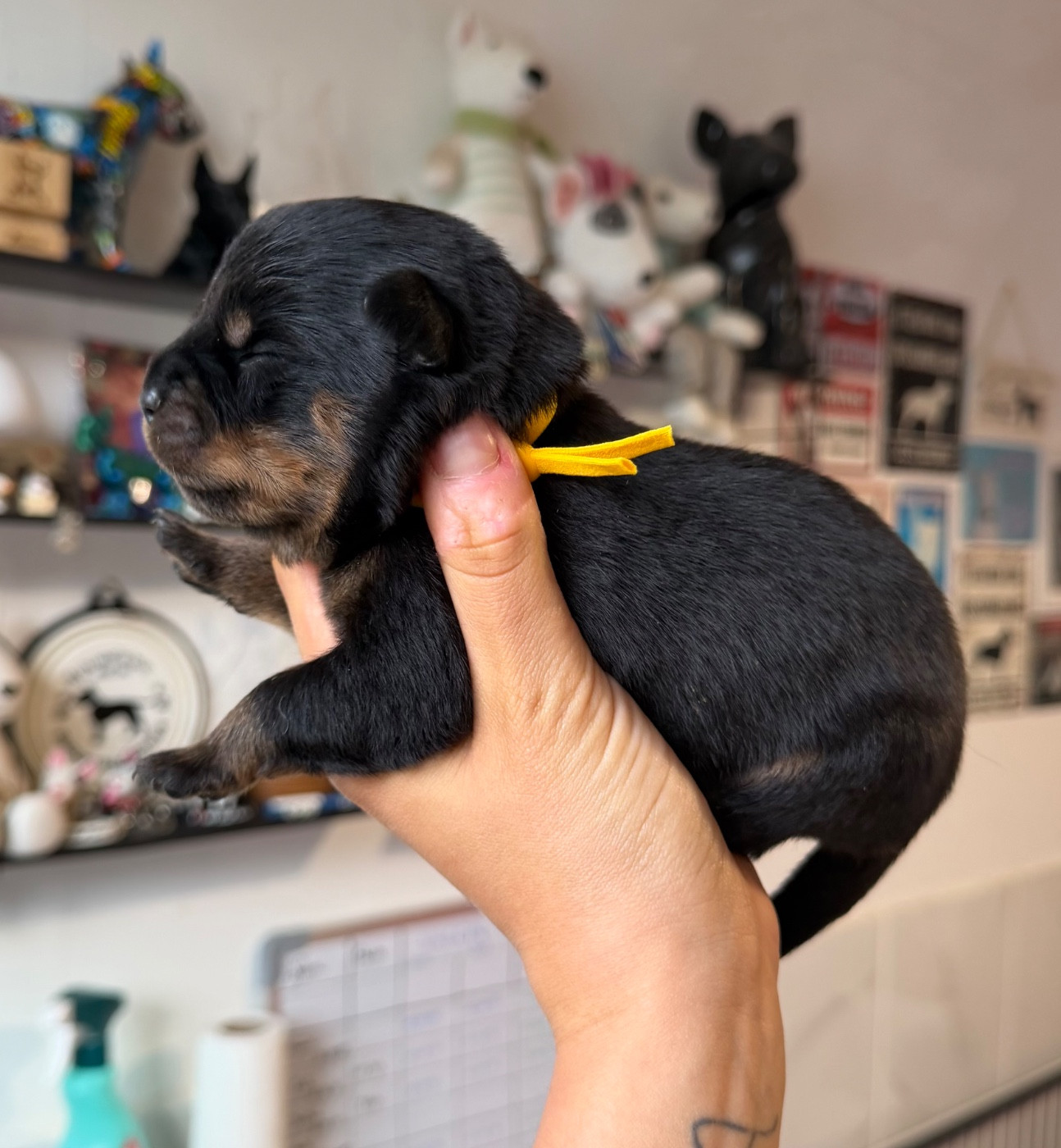 Du Domaine Des Démons Bretons - Chiots disponibles - Rottweiler