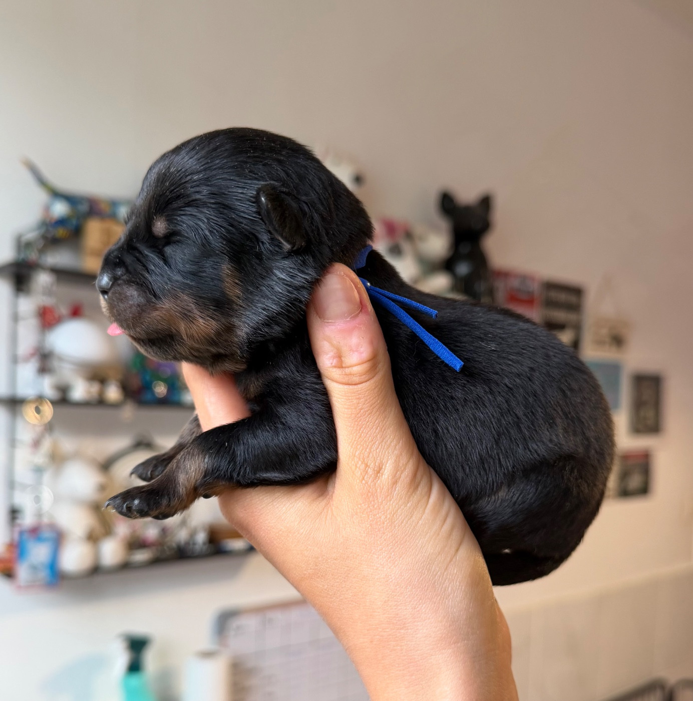 Du Domaine Des Démons Bretons - Chiots disponibles - Rottweiler