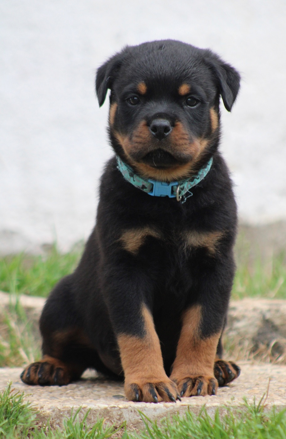 Du Domaine Des Démons Bretons - Chiots disponibles - Rottweiler