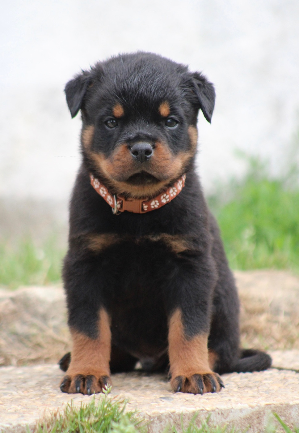 Du Domaine Des Démons Bretons - Chiots disponibles - Rottweiler