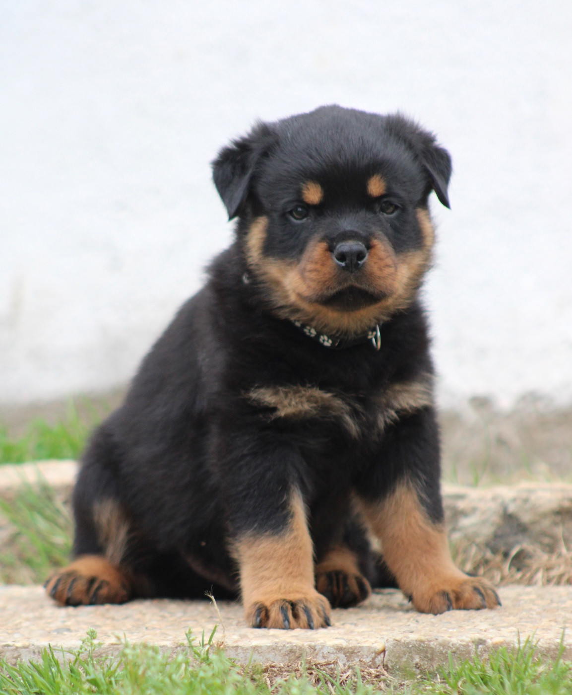 Du Domaine Des Démons Bretons - Chiots disponibles - Rottweiler