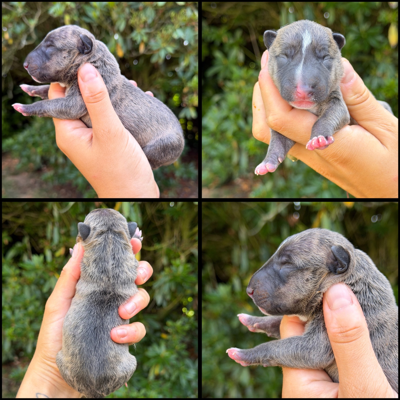 Du Domaine Des Démons Bretons - Chiots disponibles - Bull Terrier Miniature