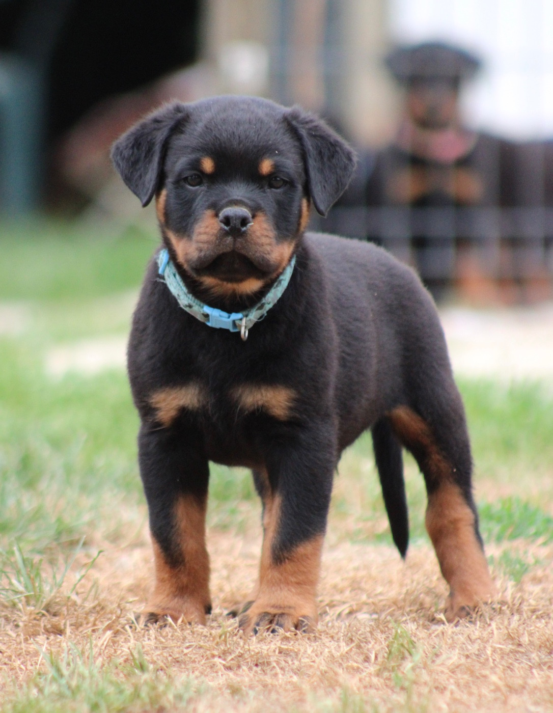 Du Domaine Des Démons Bretons - Chiots disponibles - Rottweiler