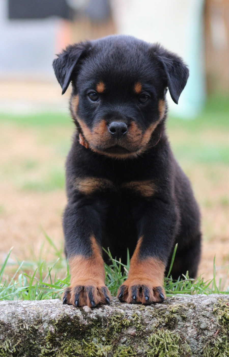 Du Domaine Des Démons Bretons - Chiots disponibles - Rottweiler