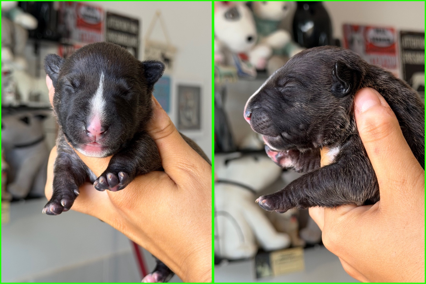 Du Domaine Des Démons Bretons - Chiots disponibles - Bull Terrier Miniature