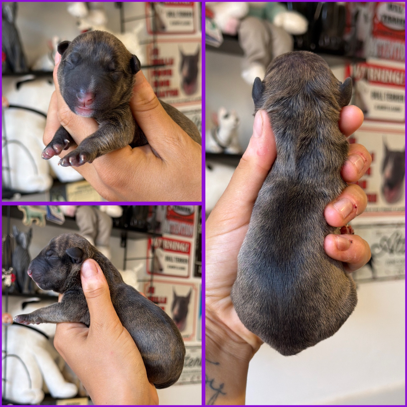 Du Domaine Des Démons Bretons - Chiots disponibles - Bull Terrier Miniature