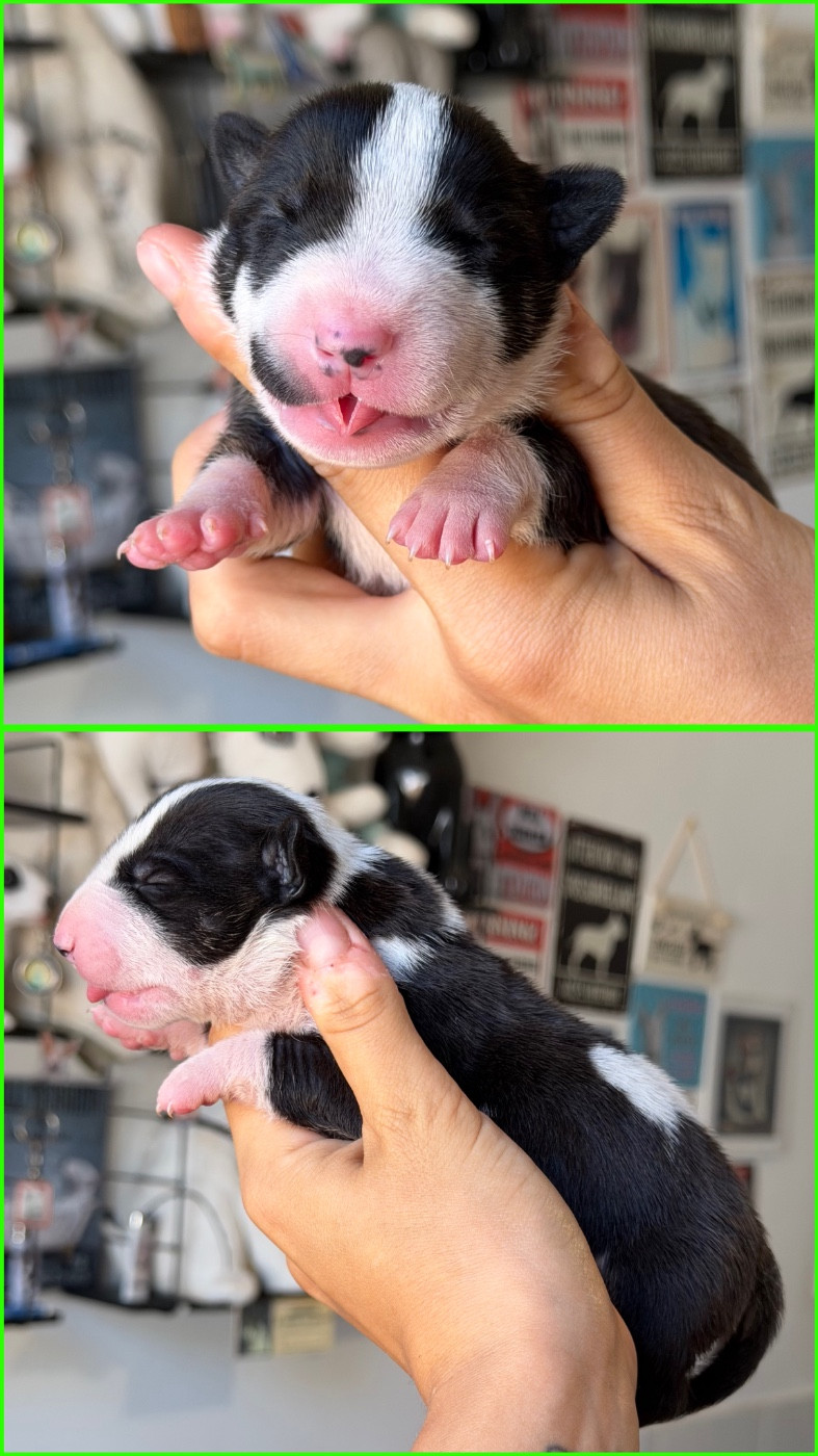 Du Domaine Des Démons Bretons - Chiots disponibles - Bull Terrier Miniature