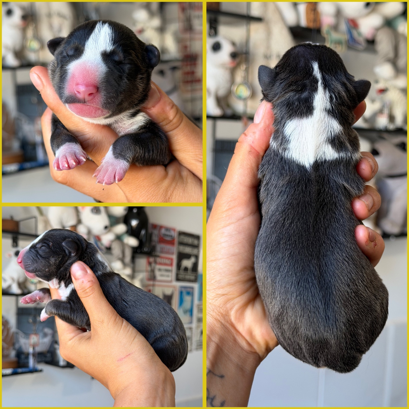 Du Domaine Des Démons Bretons - Chiots disponibles - Bull Terrier Miniature