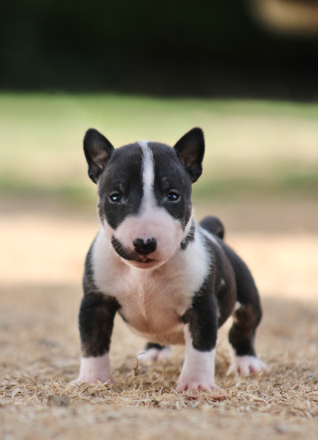 Du Domaine Des Démons Bretons - Chiots disponibles - Bull Terrier Miniature