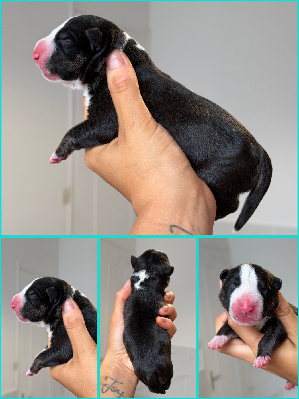 Du Domaine Des Démons Bretons - Chiots disponibles - Bull Terrier Miniature