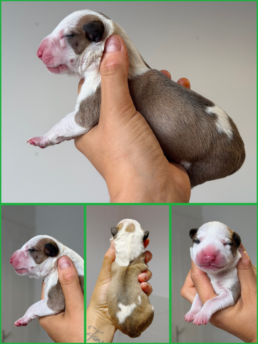 Du Domaine Des Démons Bretons - Chiots disponibles - Bull Terrier Miniature