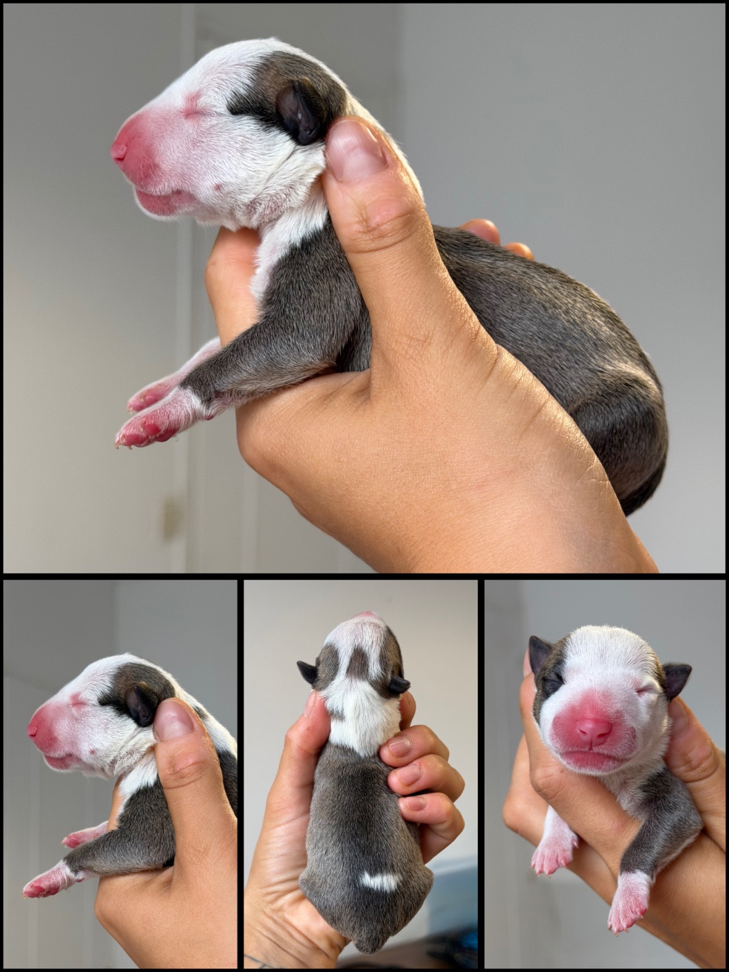 Du Domaine Des Démons Bretons - Chiots disponibles - Bull Terrier Miniature